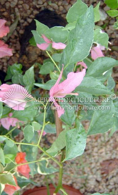 Bongainvillea spp pink